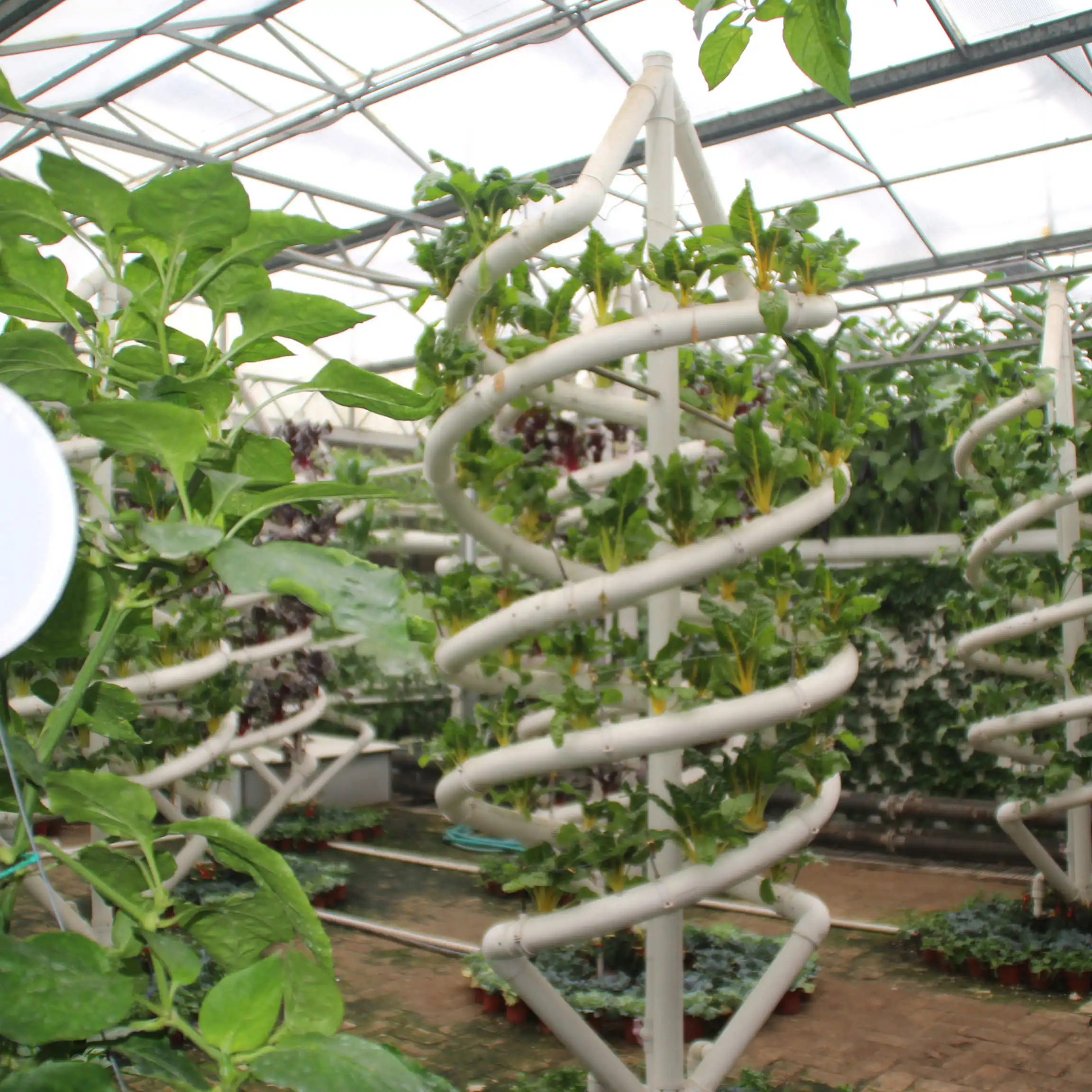 دفيئة مخصصة متعددة المدى بولي نفق فيلم الدفيئة مع نظام الزراعة المائية للمعدات الزراعية للبيع