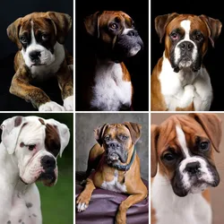 5d Diamond Painting Full Kit Boxer Dogs Diamond Embroidery Boxer Puppies Handmade DIY Cross Stitch Rhinestone Pets Lover Decor