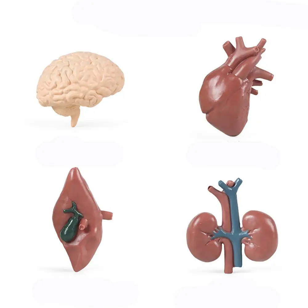 8 SZTUK Pomoce dydaktyczne Wczesna nauka Natura Model ludzkiego narzędzia Brzuch serca Narządy wewnętrzne Figurki Liver Renal Płuca