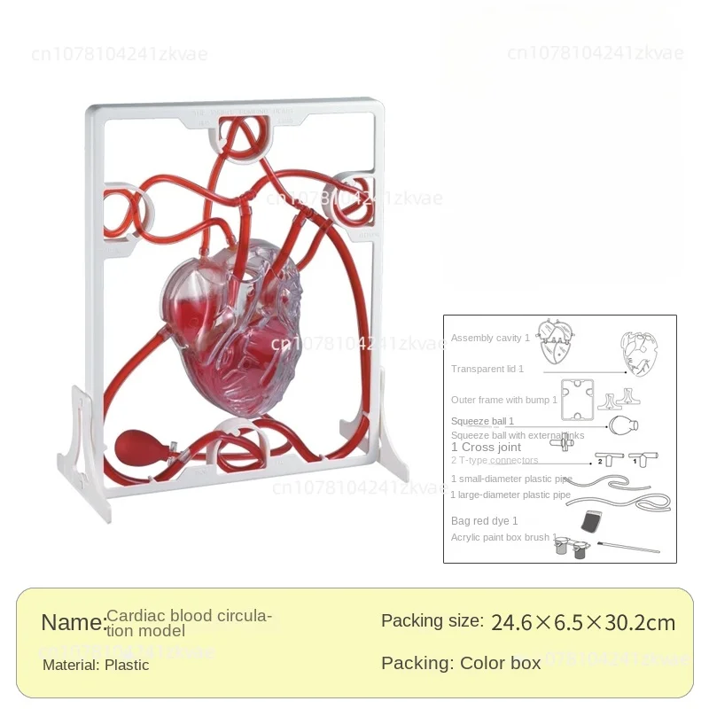 

Cardiac blood circulation model children's educational s teaching aids heart blood circulation biological science experiment