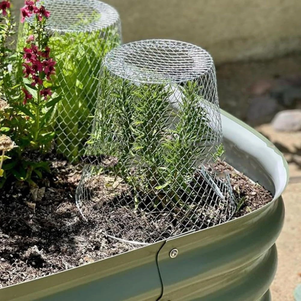Plant Protection Bell Constructed from Metal with Open Grid Pattern to Allow Sunlight Penetration and Pest Exclusion