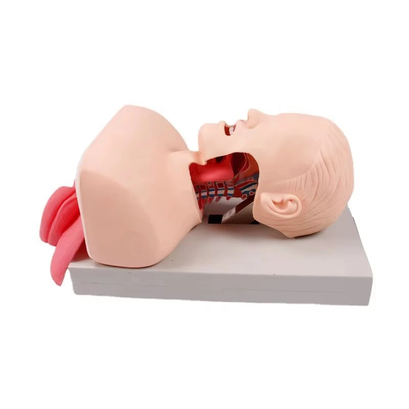 Adult Electronic Tracheal Intubation Teaching Model With Tooth Compression Alarm For Veterinary Emergency Training