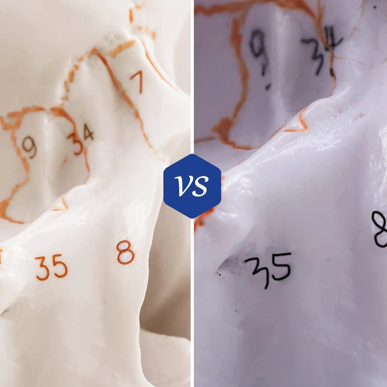 

A66F-Anatomical Human Skull Model, 3-Part, Numbered, Life Size