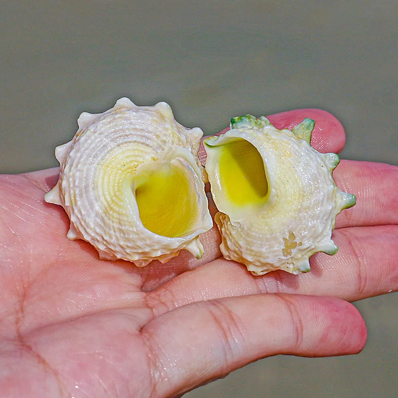 Sea Horse Conch,Natural Small Conch Shell for Home Decoration, Fish Tank Landscape Decoration, Crab Replacement Shell