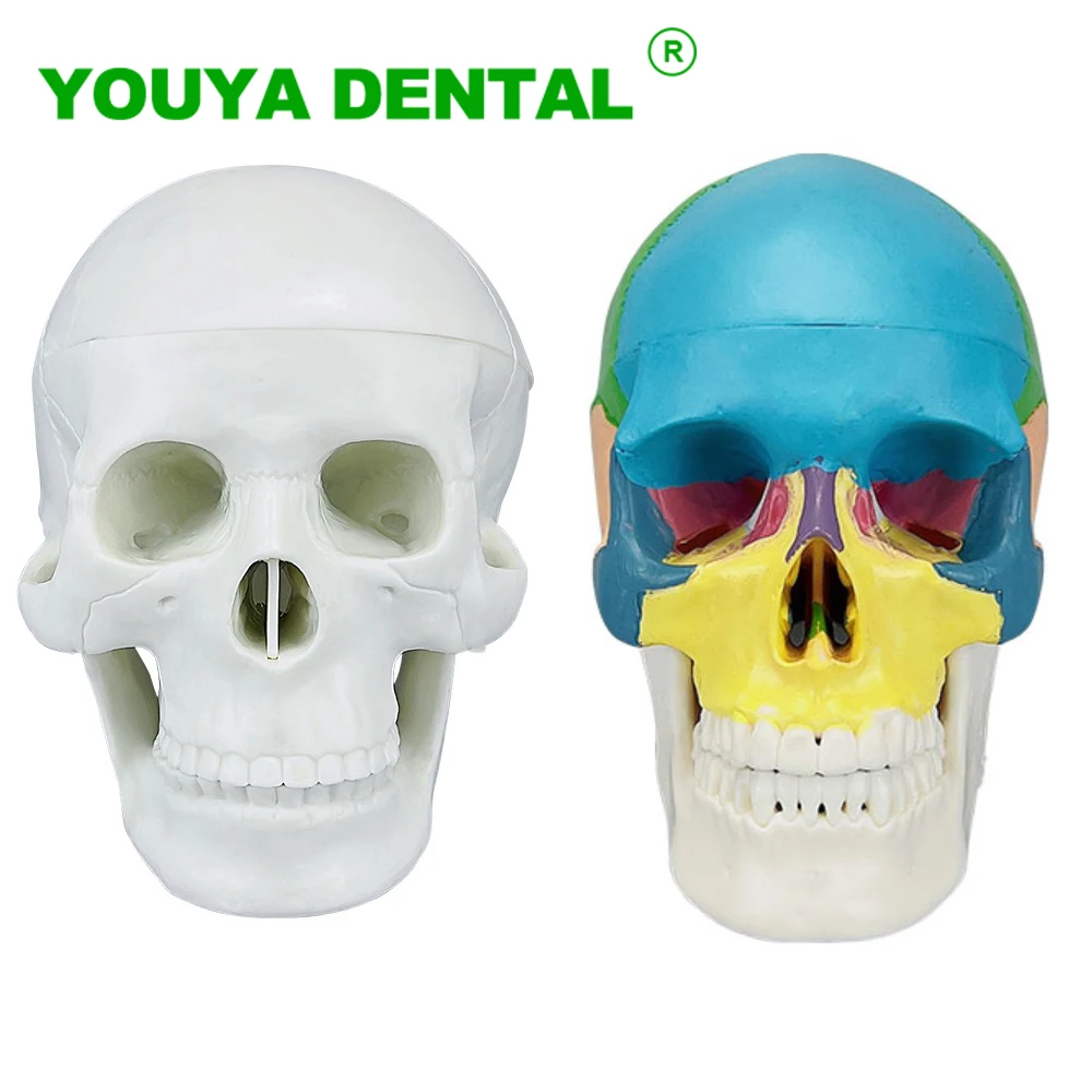 

Skull Anatomical Model Small Size Medicine Anatomy Skeleton Head Studying Teaching Supplies Demonstration Model