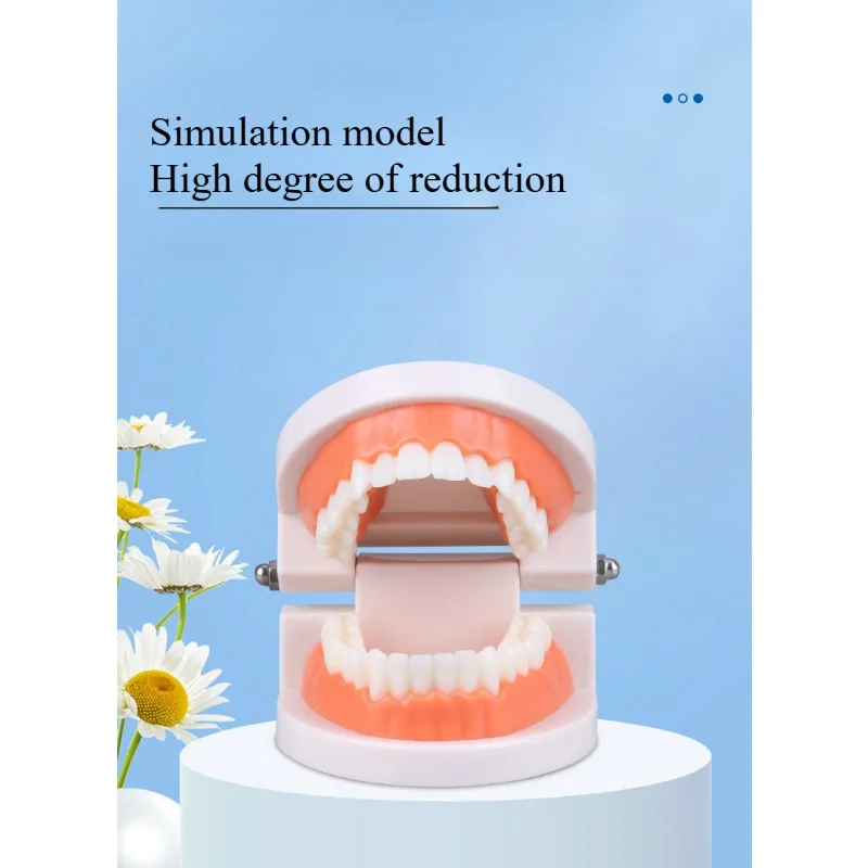 Modello dentale Modello dentale orale in resina Spazzolatura per asilo Modello didattico Spazzolatura dentale per bambini Stampo per simulazione materiale