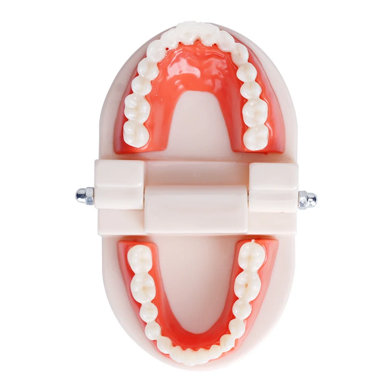 

1pc Dental Teeth Model Standard Teaching Study Teeth Model for Dentist Students Studying Training Tool Dental Lab Models