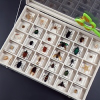 New Real Insect Specimen Resin Scarab Spider Specimen Beetle Flower Marine Plant Teaching Kids Gift Box Room Home Decoration