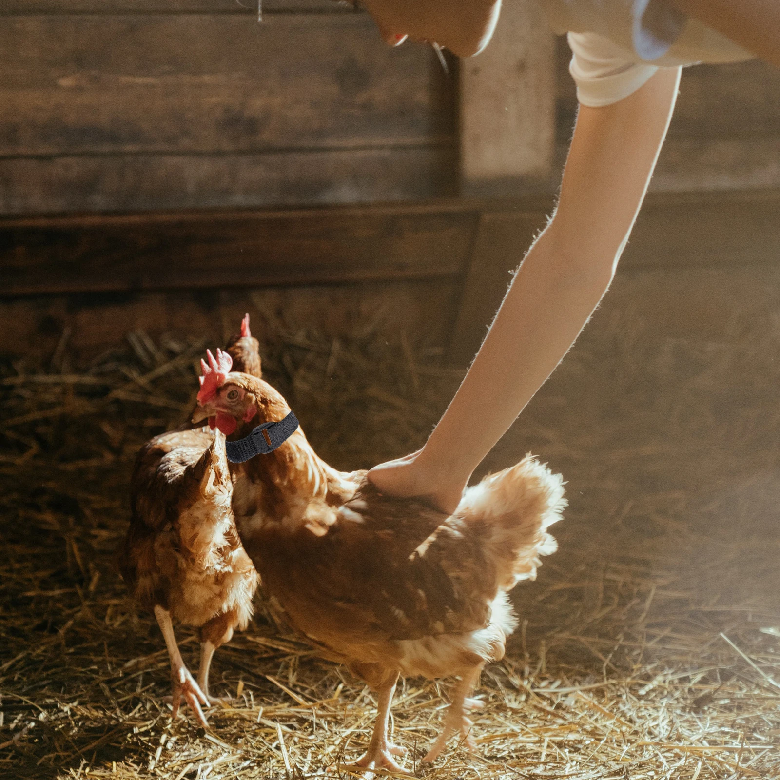 

4pcs Black Nylon Rooster Collar Noise Free Adjustable Anti Crowing Chicken Duck Goose Pet Supplies Dog Collar