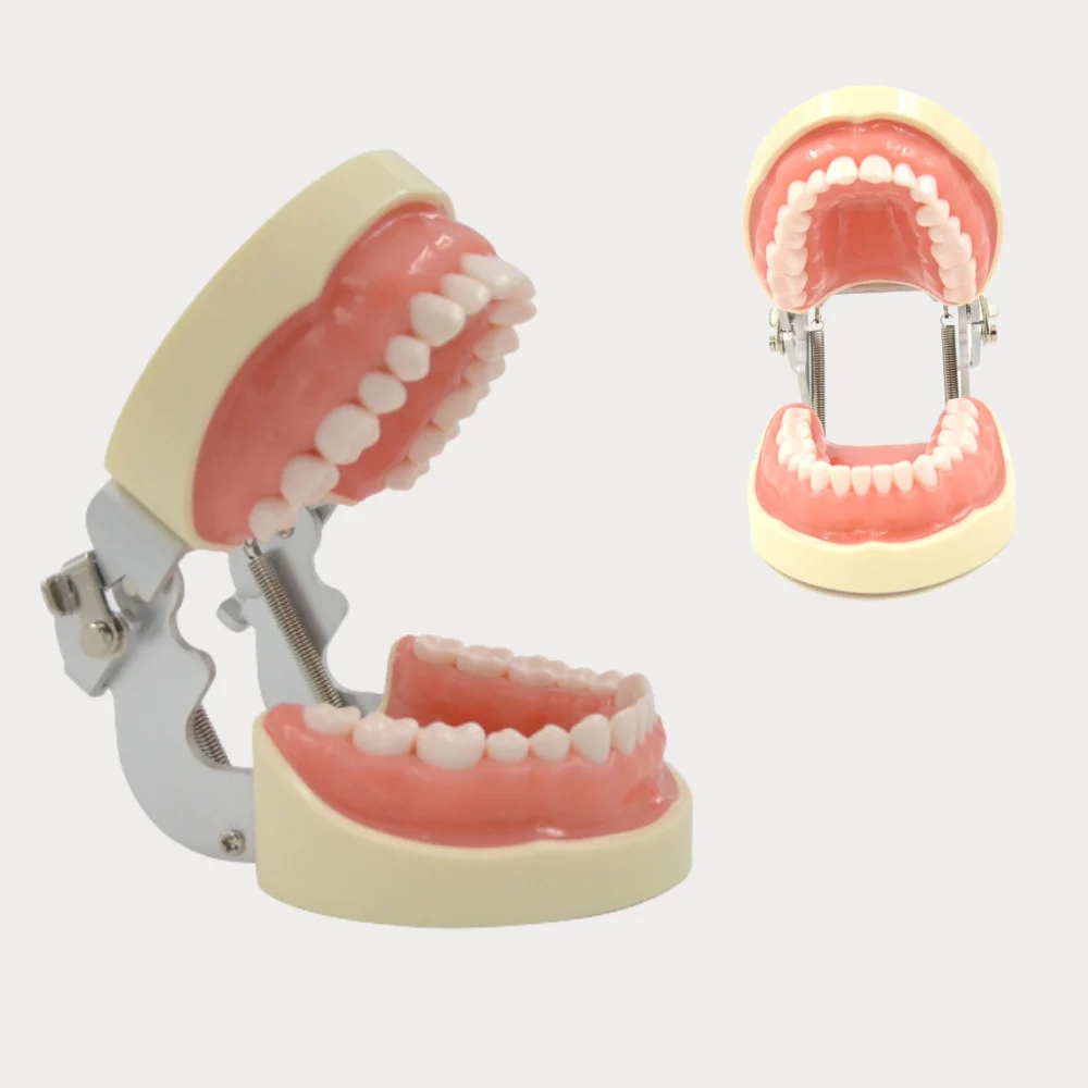 

Tooth Preparation Model Removable Soft Gum Dental Teaching Practice Simulator 32 Teeth Medical Supplies for Oral Clinic College
