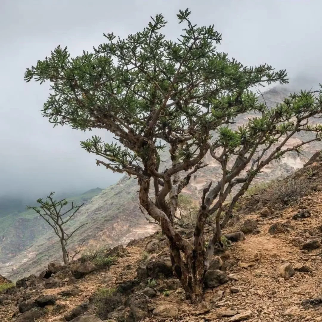 High quality myrrh in the mountains of southern Yemen to soothe the spirit, invigorate the mind and purify the air