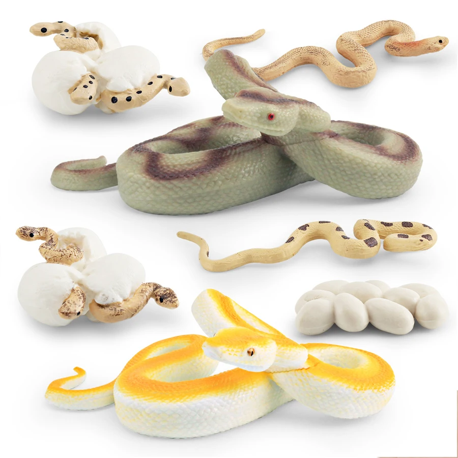 Realistyczne figurki modelujące cykl życia gadów, zabawki, wąż, jaszczurka, kameleon, żółw, figurka cyklu życia, zabawka edukacyjna, upominki na przyjęcia