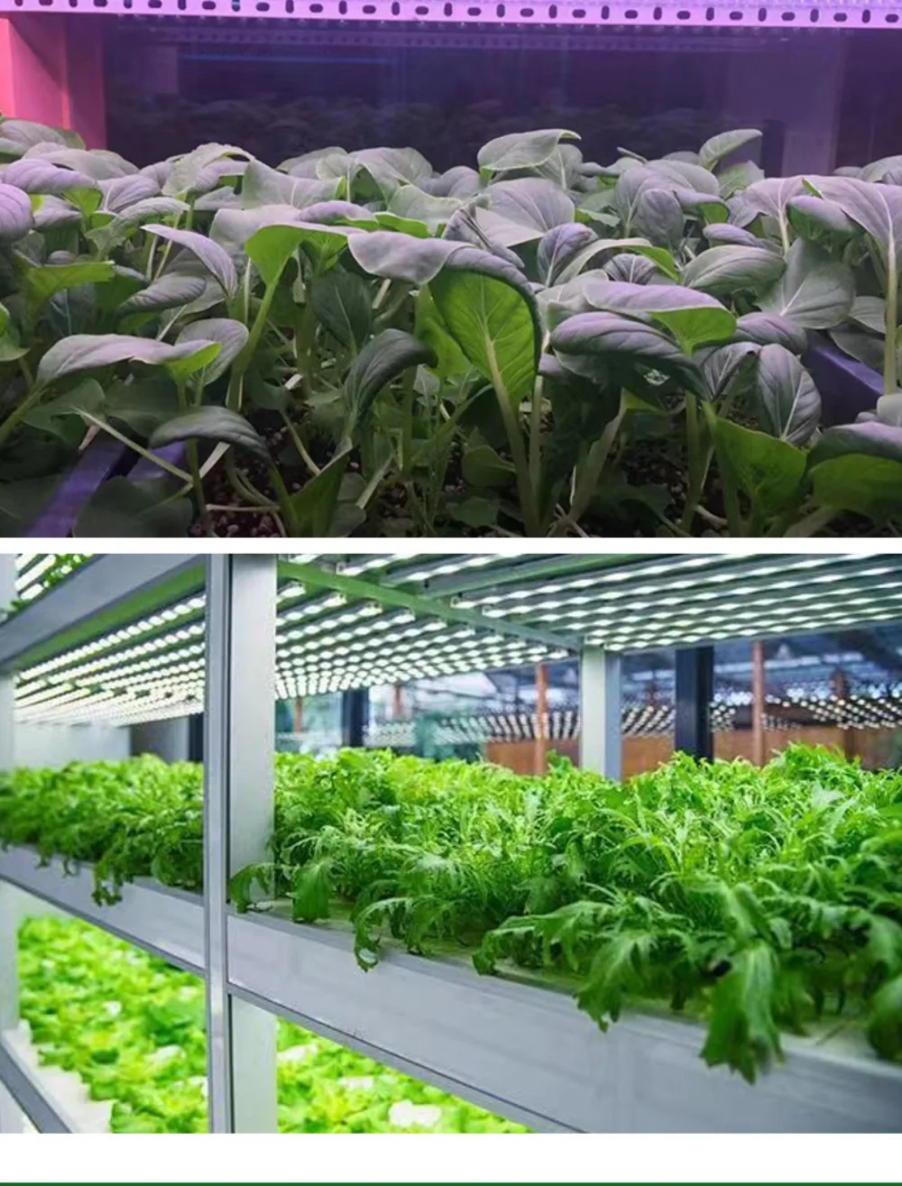 LED Plant Growth Light T20 Full Spectrum, Waterproof, Four Rows, Succulent Colored, UV Flower Seedling Fill, Tube Light Therapy