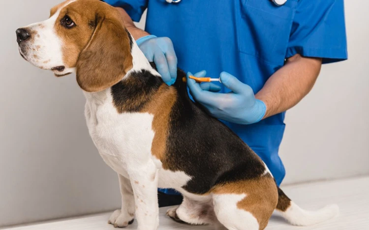 

Новый высококачественный RFID-микрочип для животных 1,25*7 мм (маленьчий) с сканером для собак, кошек и других питомцев (модель 2020 года)