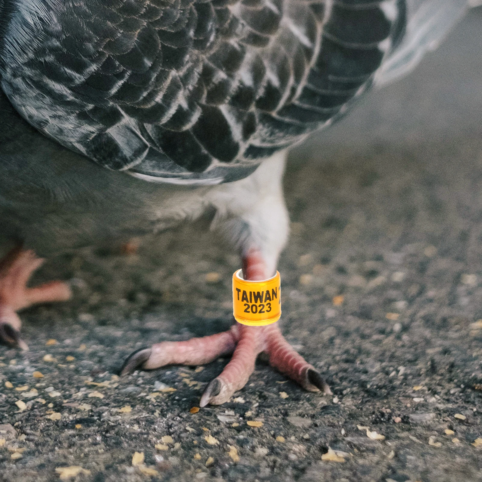 

100Pcs Pigeon Identification Rings Durable Sturdy Long Time Use Pigeon Supplies Numbered Bird Leg Bands Poultry Distinguish