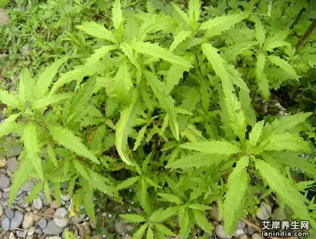 Serwo Metal Gear 5-przewodowe do SG 1603 SG 1604 SG1603 SG1604 1/16 RC Samochód Części Zamienne Akcesoria Tuningowe