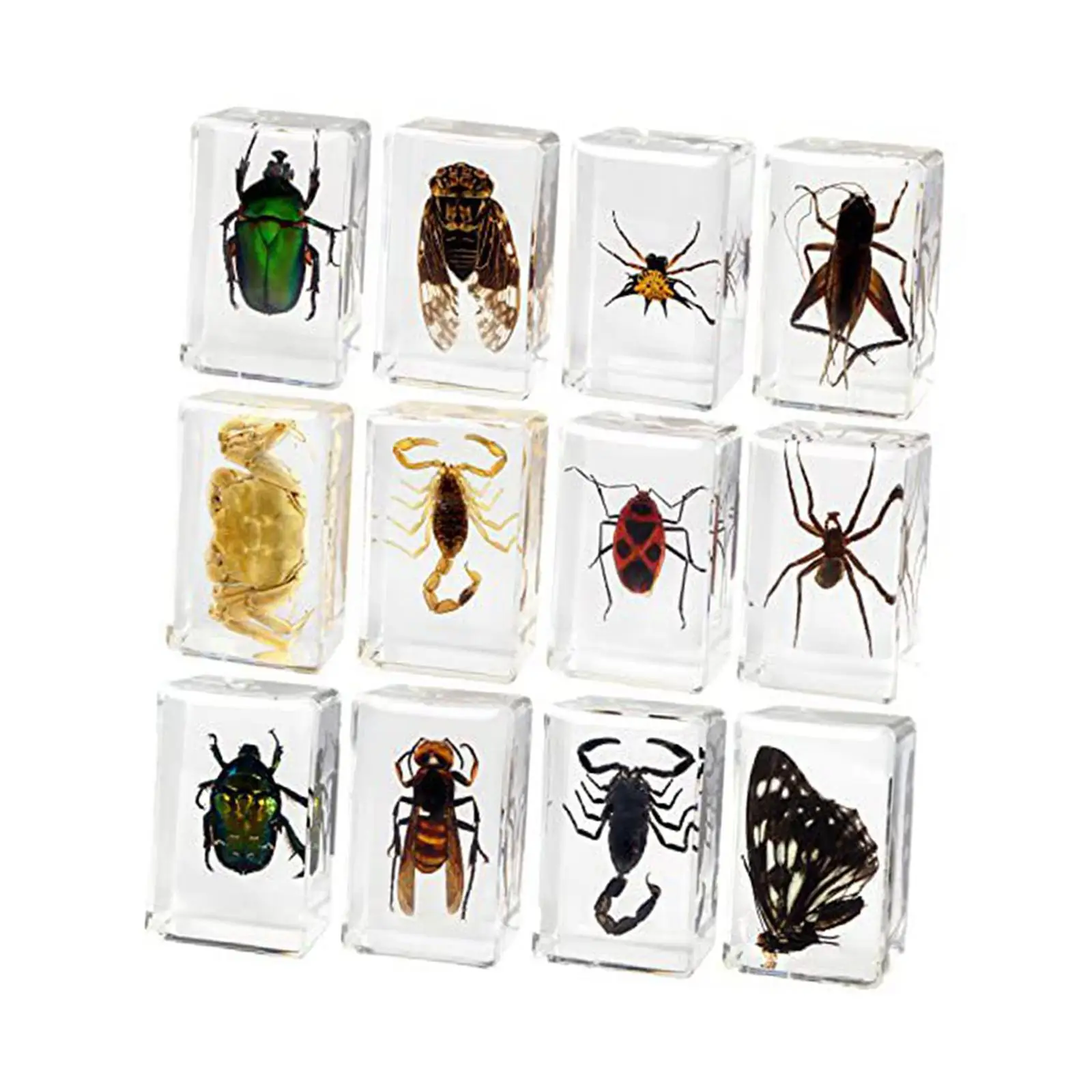 Kids Learning Tools Resin Animal Collection Biology Specimen Toy Transparent Science Sample for Children Cognitive Development