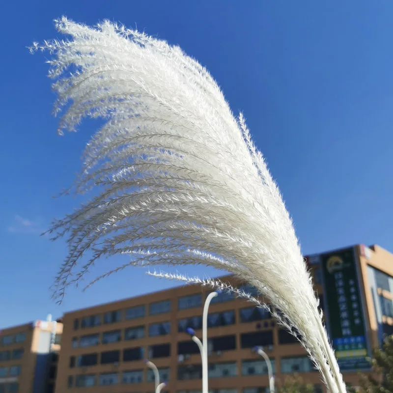 30pcs Artificial Pampas Grass Plume Decoration Flowers Fluffy Reed Plant Wedding Flower For Home Room Spring Decor