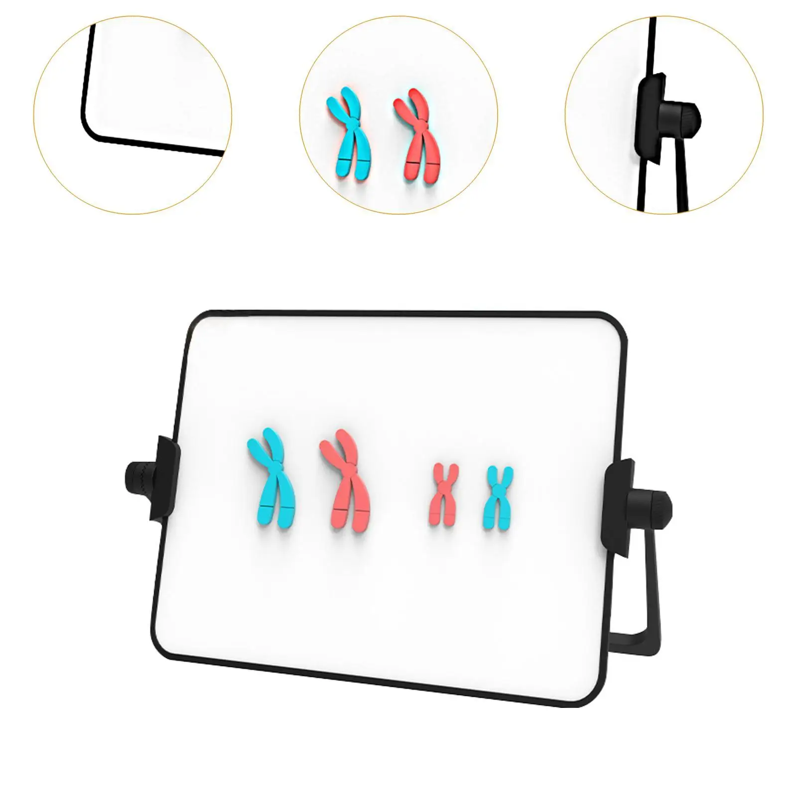 Meiosis Chromosome Change Model Kit Biological Science Detachable Demonstration Instrument Practical Educational Learning Tool