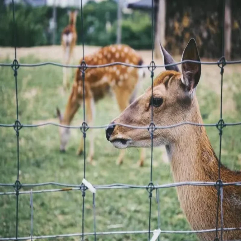 

Customized 1.8m High Deer Control Fencing Farm Fence Metal Wire Fencing