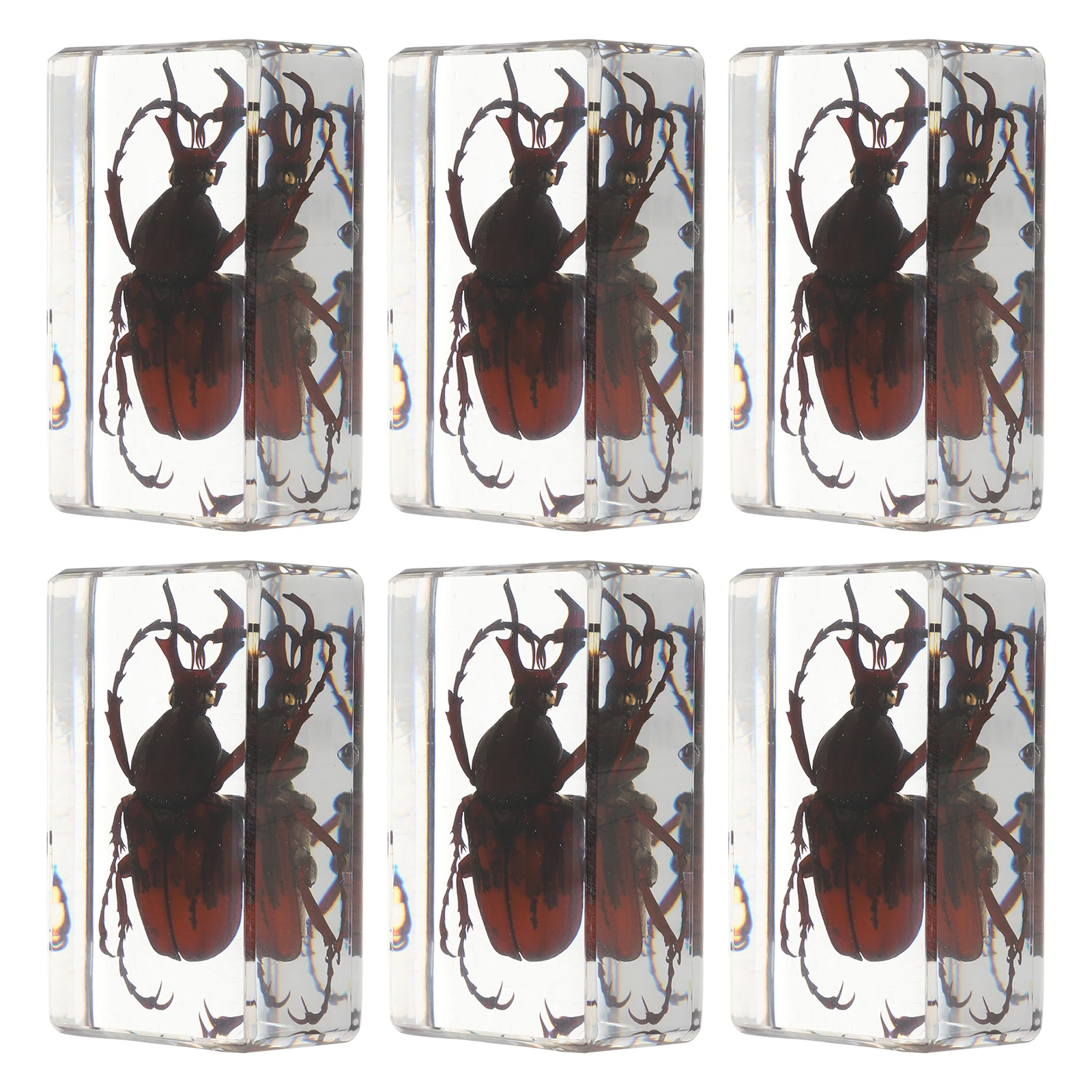 

6Pcs Detailed Resin Specimen Set with Real Beetles Spiders for Educational Purposes Science Display