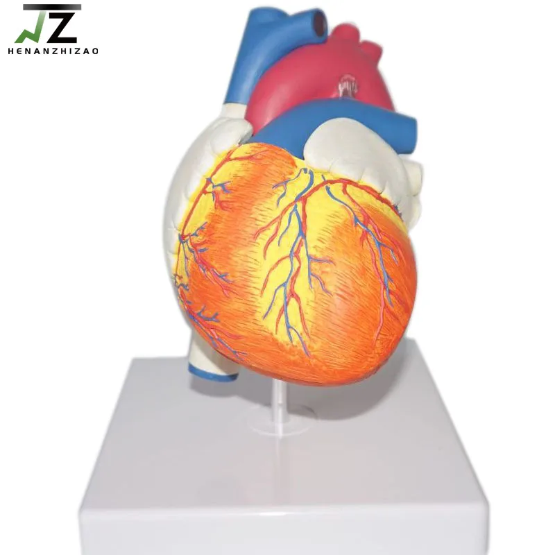 Normal Cardiac Heart Anatomy Model for Medical Teaching