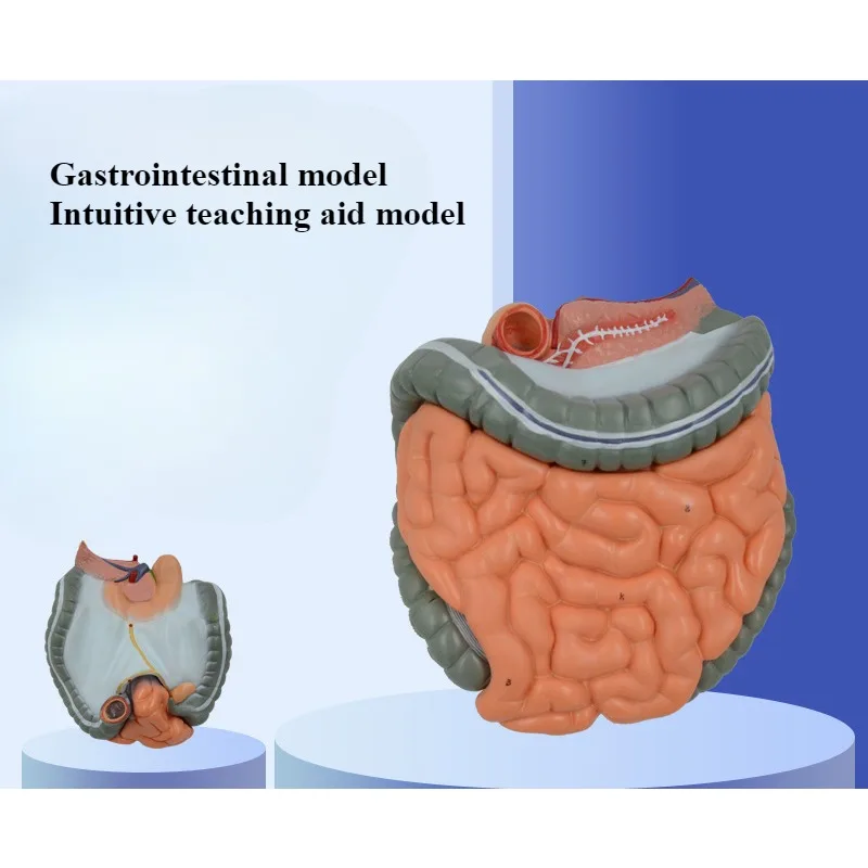 

Removable Gastrointestinal Model Human Digestive System Model Large Intestine Cecum Human Visceral Structure