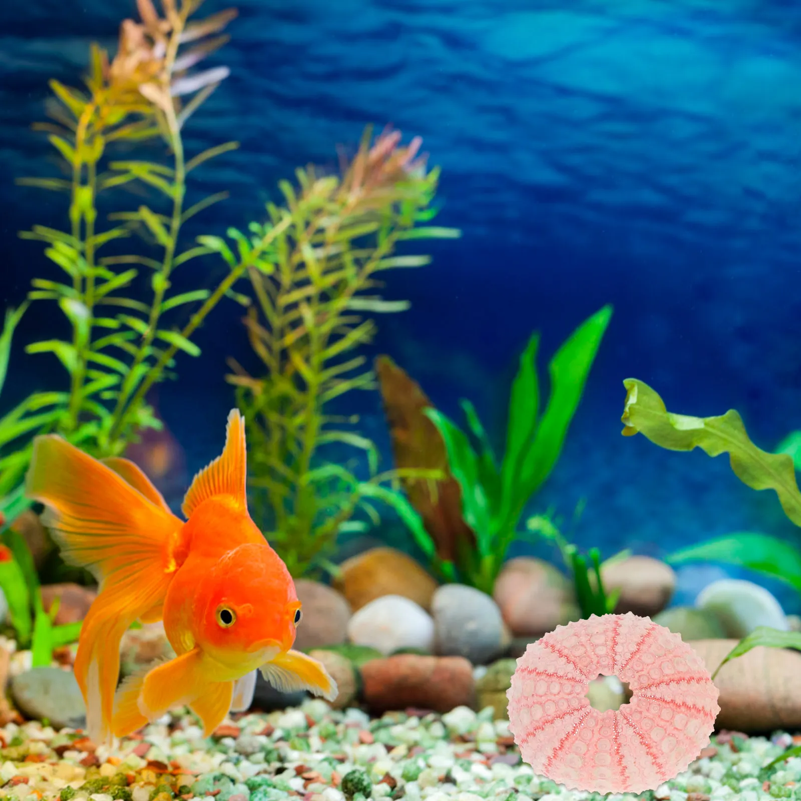 Sea Urchin Shell Ornaments 5pcs for Aquarium, Fish Tank, Home & Desk Decor