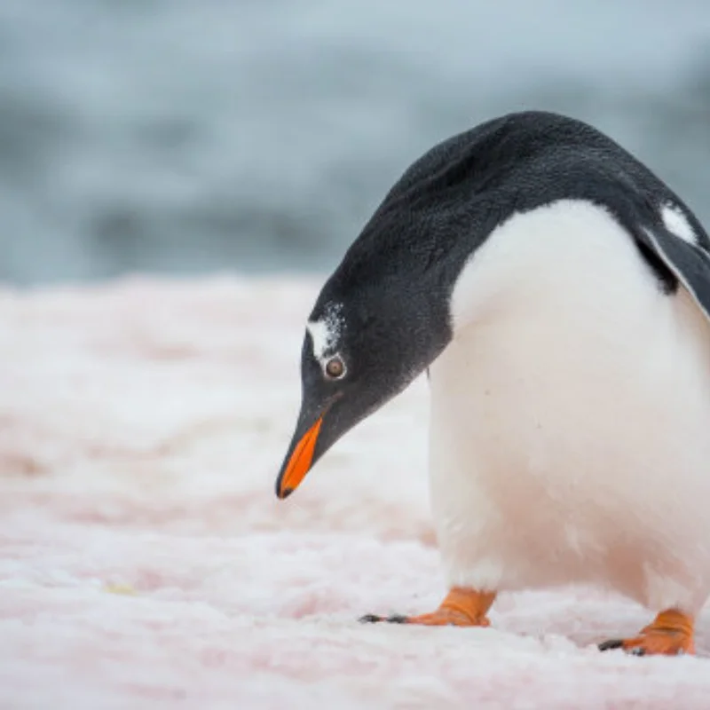 Gearbox case/Gearbox housings for MJX Hyper Go V2 10208 1/10 high speed RC Cars R/C trucks