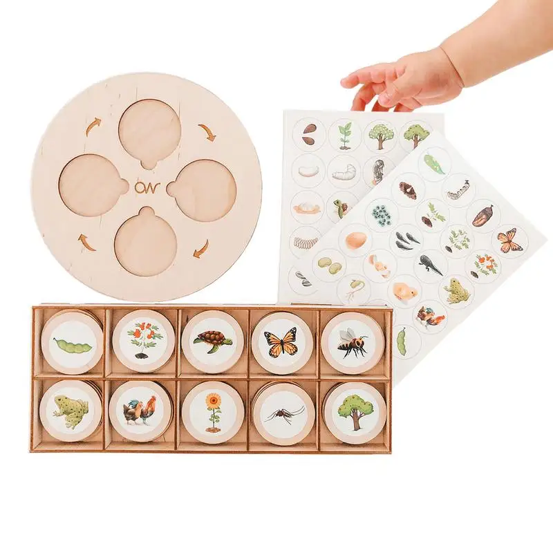 

Life Growth Cycle Board Children Montessori Life Cycle Tray Toddler Puzzle Development Toys Early Educational Toy For 26 Years