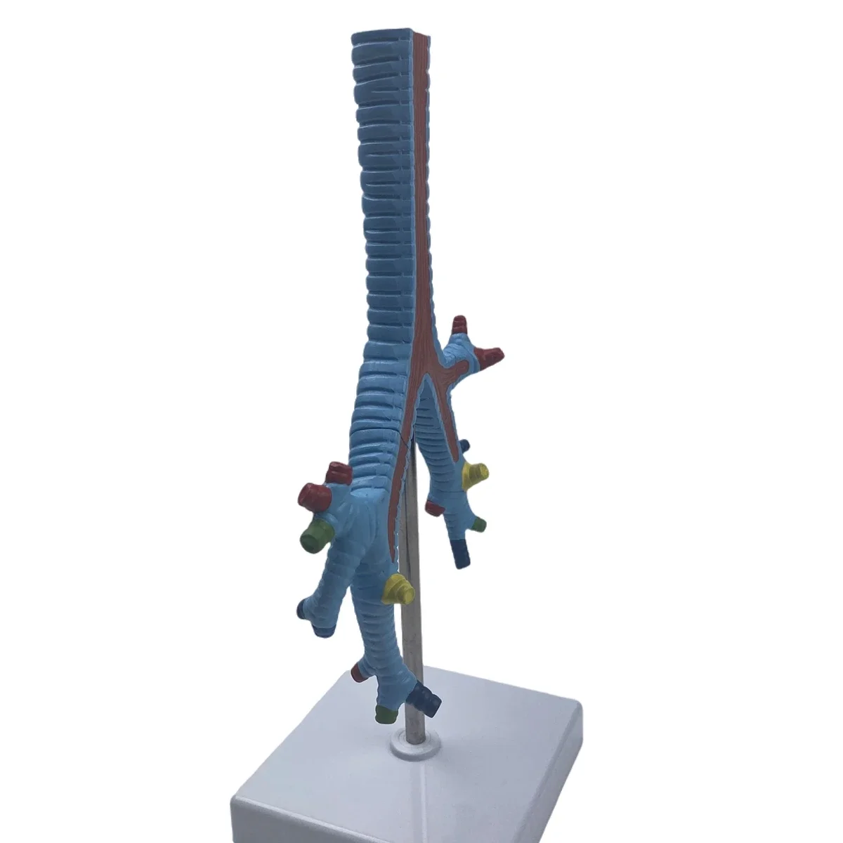 PVC menselijk luchtpijp- en bronchemodel Medische anatomische modellen onderwijs