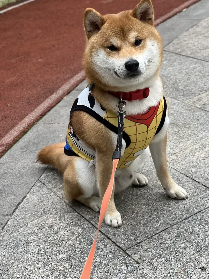 Pet Clothes Toy Story Summer Breathable Mesh Air Conditioner Shirt Buzz Lightyear Woody Cosplay Costume For Small Medium Dog Cat