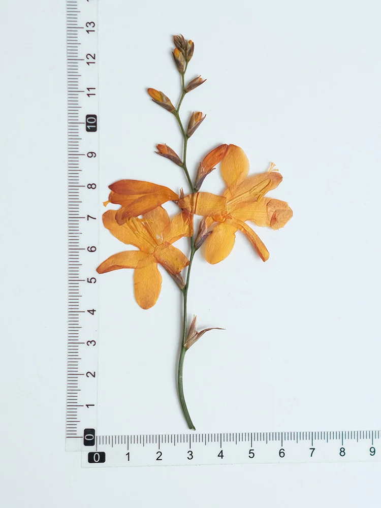 5-10cm/12pcs,natural pressed orchid Flower,dried renanthera branches DIY photo frame bookmark desk lamp phone case decorations