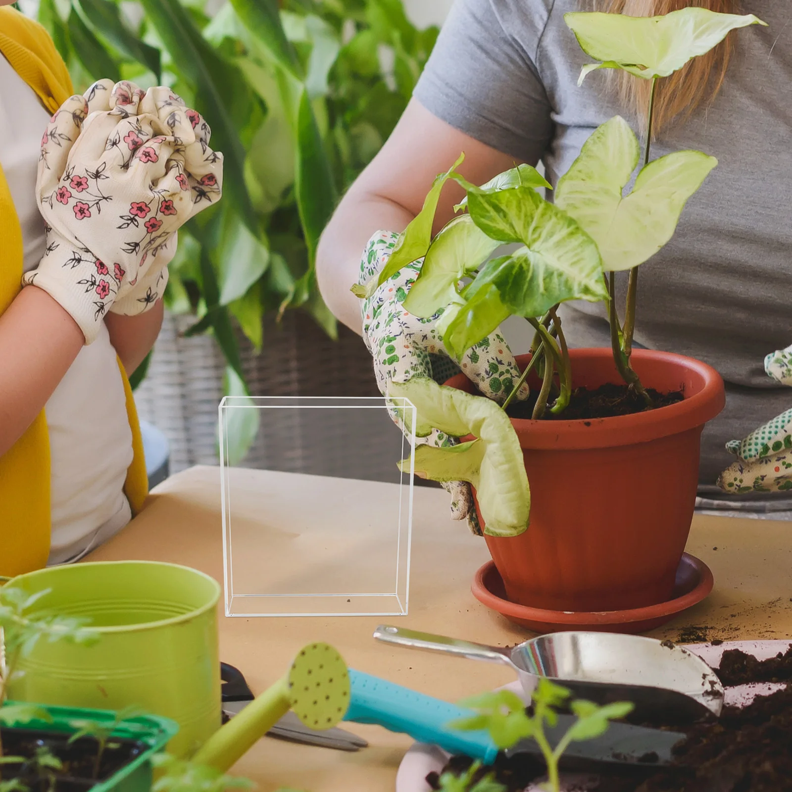 

Root Viewer Kit Kids Small Indoor Greenhouse Plant Growth Observer Transparent Design Germination Kit Toddler Science Tools Mini