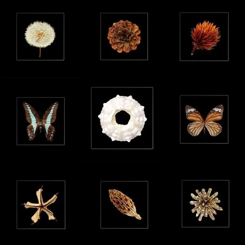 Transparent resin teaching party Round animal and plant specimen wall Sculpture display ornament Home decoration Resin embedding