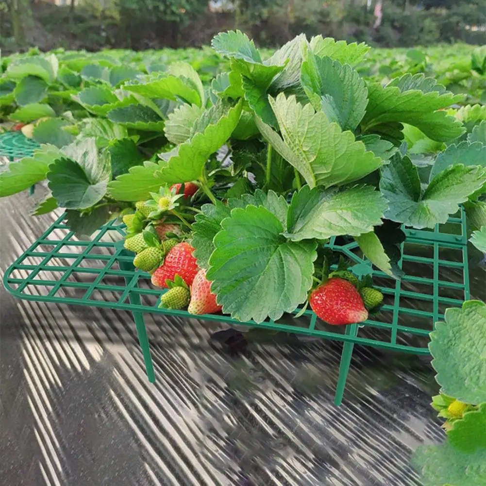 Fruit Support Stand Plant Support Rack Durable Waterproof Strawberry Plant Support Frame for Easy for Simple for Strawberry
