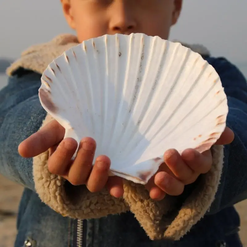 Große Muscheln zum Basteln, Heimdekorieren und Feiern zum Thema Strand