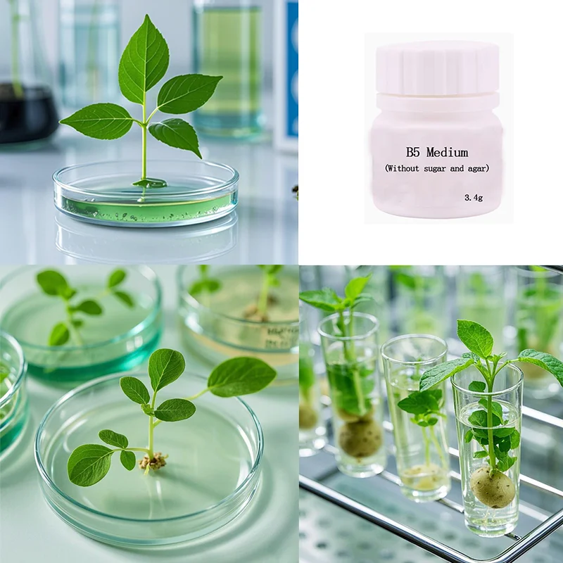 

B5 medium Tissue Culture Leguminous Plant Potato Dicotyledonous Tissue Culture Woody Plant