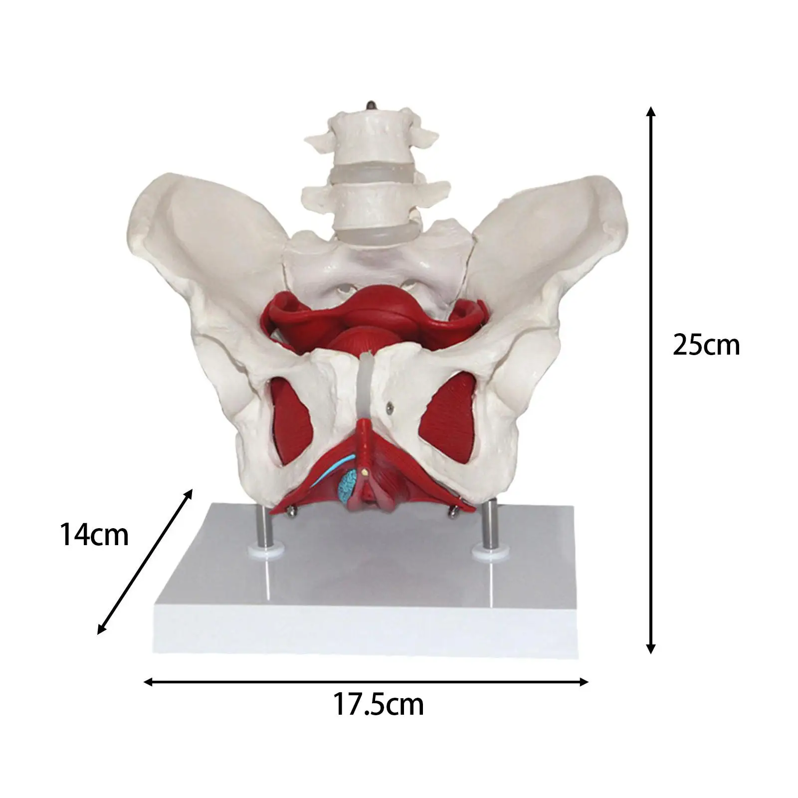 Female Pelvis Model Perineal Model Flexible Human Skeleton with Pelvic Floor Muscles for Teaching Learning Display Gynecology