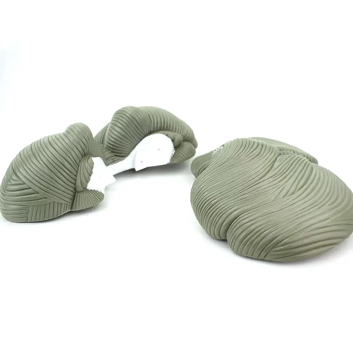 Modèle de Section Horizontale de Grossissement Cerévellaire du Cerveau Humain, Fuchsia Médical