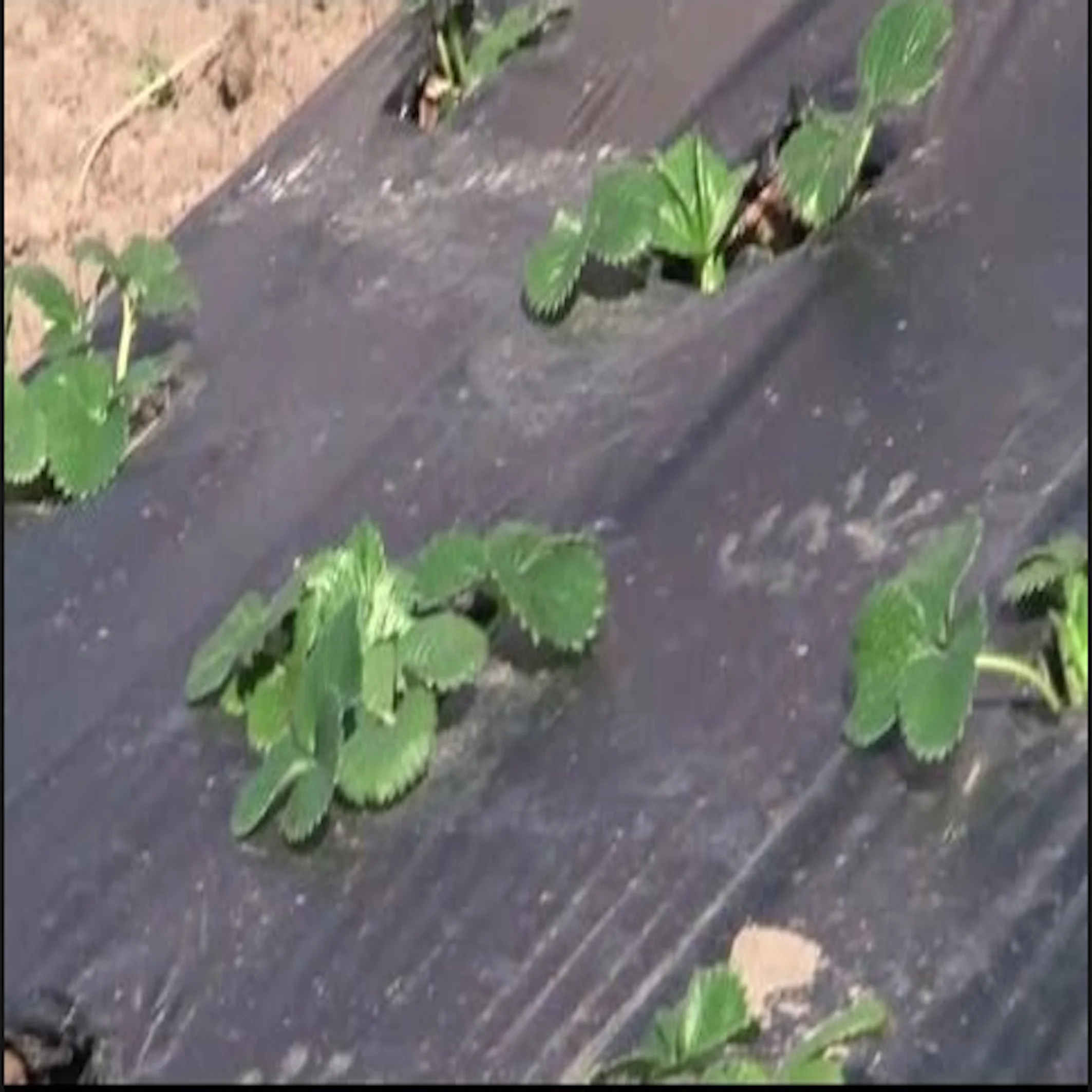 2025Weed Mat Ground Cover Weed Mat pp Weed Control Mat for Garden