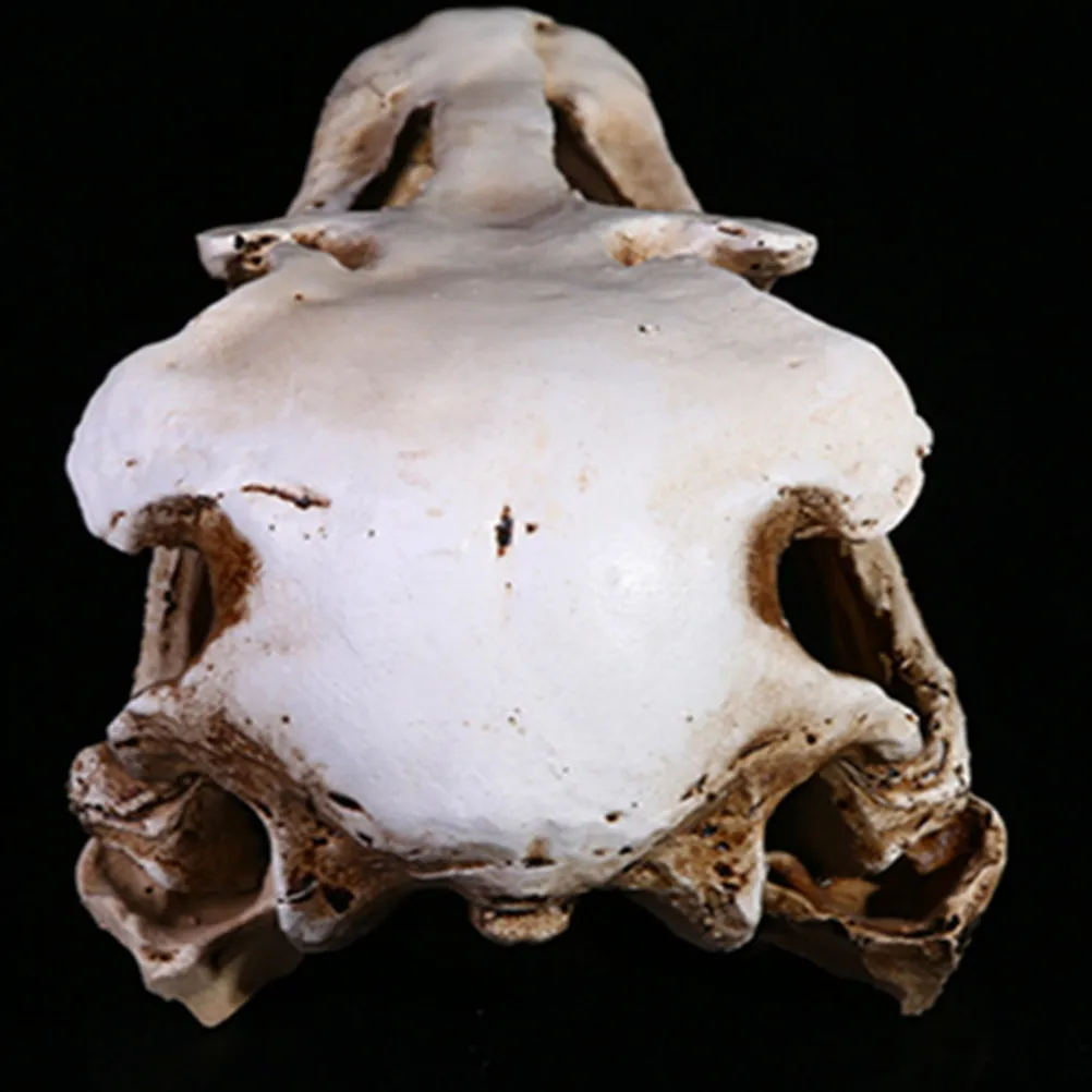1Pcs Exquisite Resin Skull Ornament Ostrich Style Lifelike Home Adornment Unique Personality Decor for Study Bedroom Office