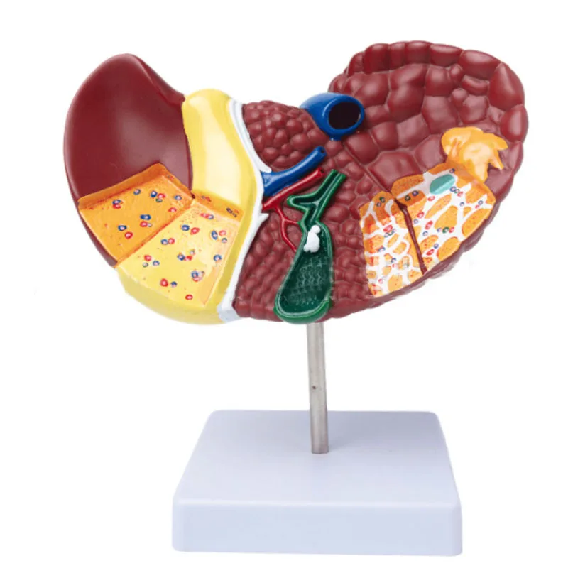 1:1 Human Pathological Liver Anatomical Model Display Of Digestive System Anatomy Teaching Model