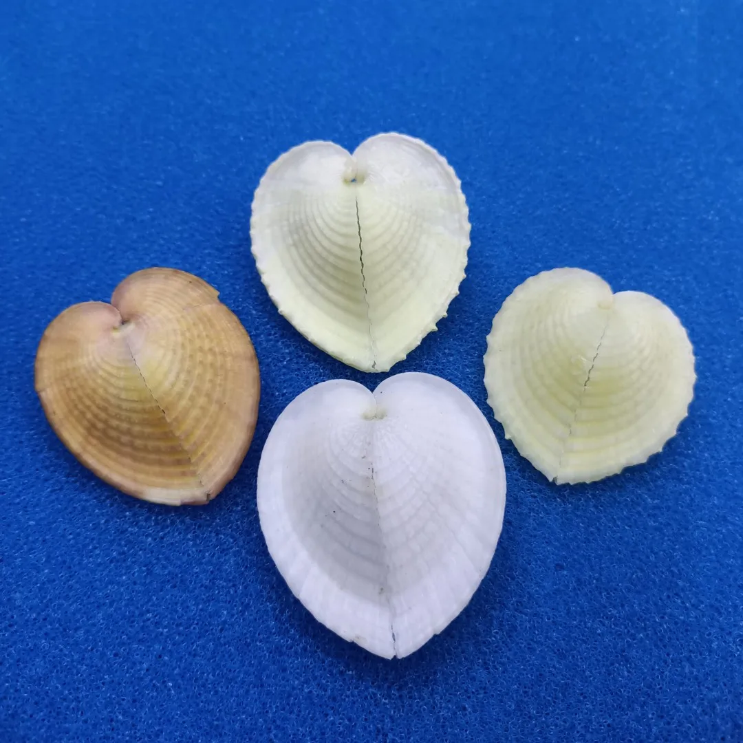 White Natural Marine Shells Flat Heart-Shaped Conch Beige Cute Chicken Heart Clam Love Shellfish Home Decoration sea shells