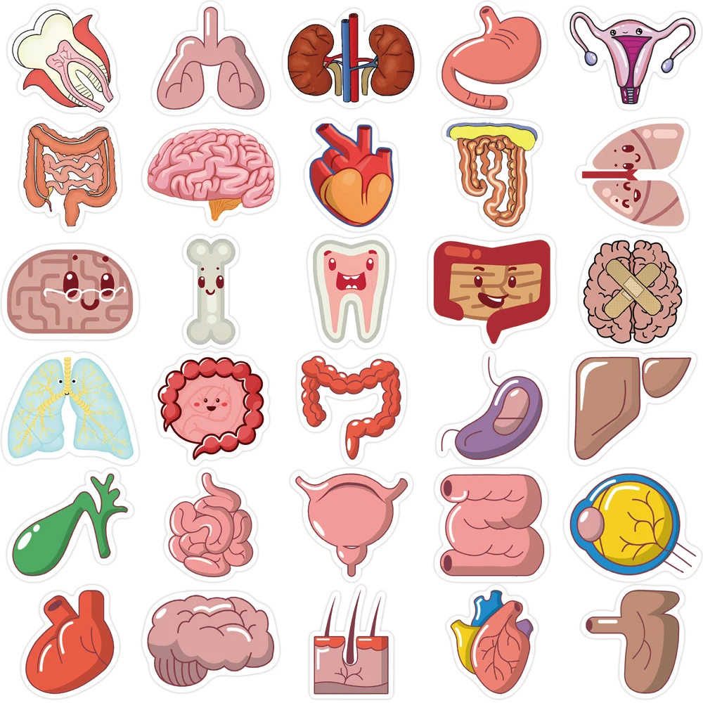 65Pcs Human Body Organ Stickers Cartoon Waterproof Sticker DIY Decals for Water Bottle Laptop Luggage Phone Kids Toys