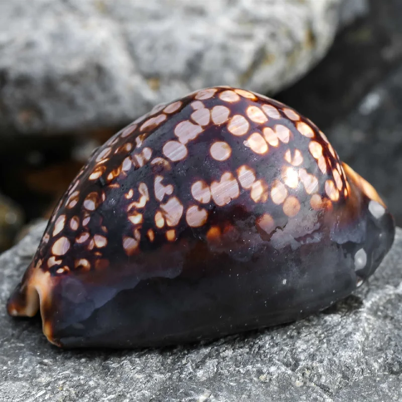 Mediterranean-Style Home Decor Collection: Natural Mauritia mauritia Conch & Cowrie Shells, Unique Tortoise Shell Specimen, Grid