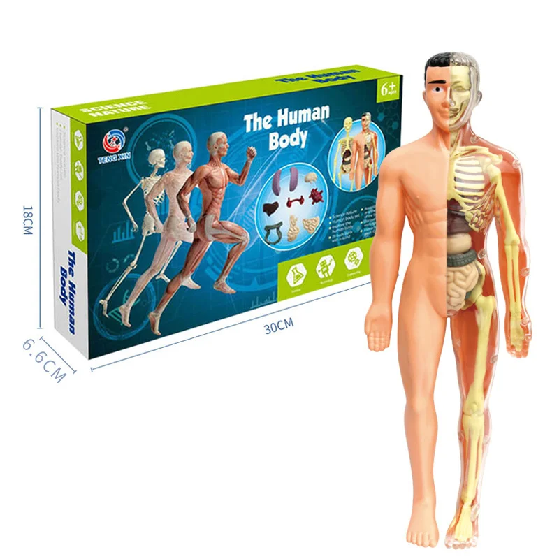 3D Human Body Torso Model for Kid, Anatomy, Skeleton, Removable, Simulation, Organ and Skeleton, Detachable Bone Body Models