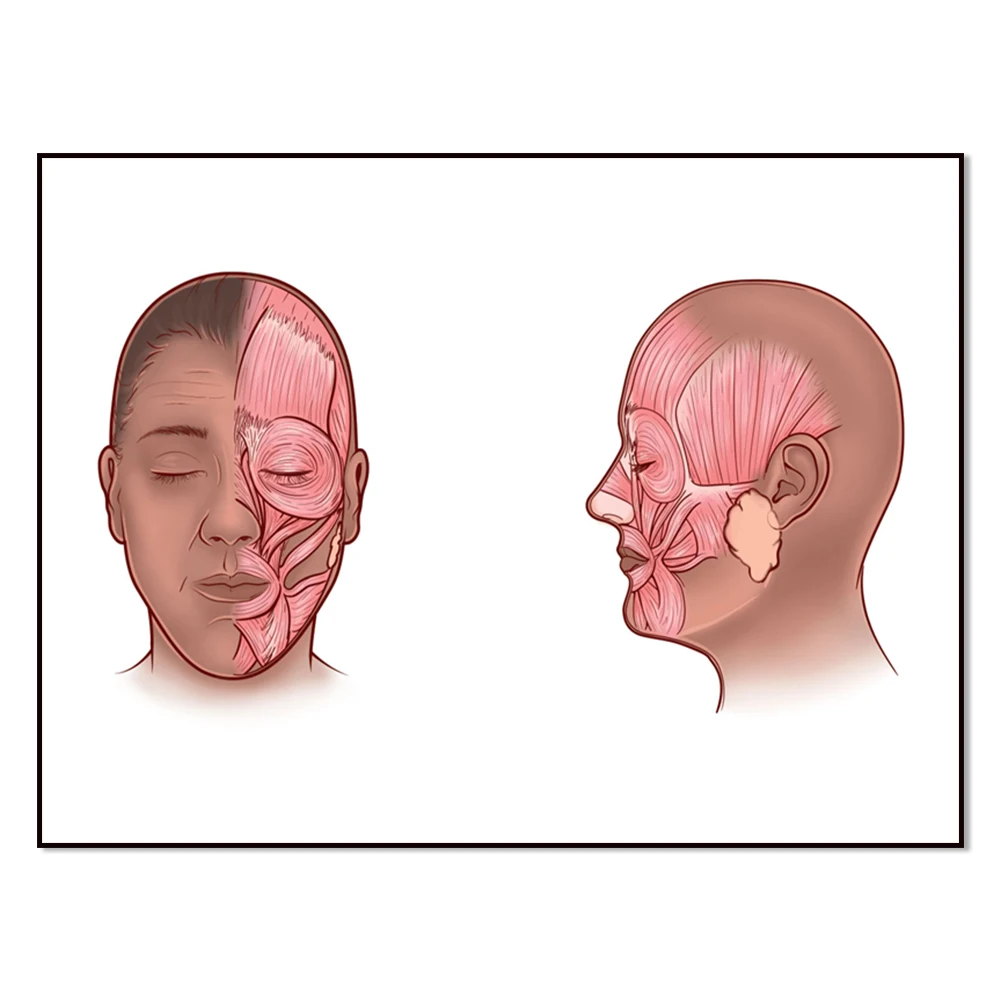 Facial muscles anatomy vector image, facial anatomy muscle blood vessels detailed art print doctor canvas print poster