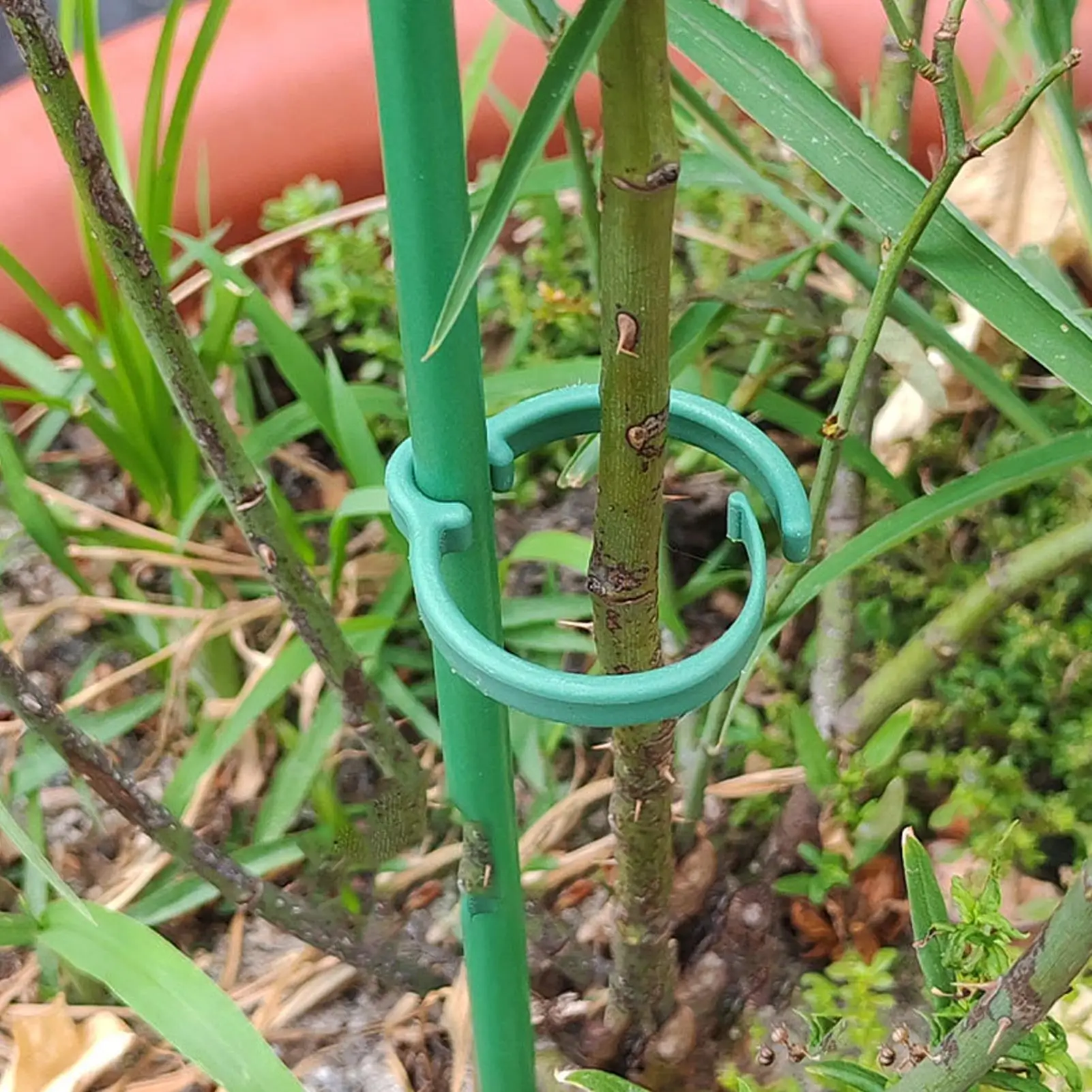 Plant Support Stakes Adjustable Single Stemmed Plant Support Hoops with Ring Garden Single Stem Amaryllis Plant Stake for Indoor