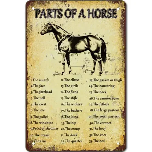 Retro Horse Knowledge Metal Posters Parts Of Horse Signs Horses Anatomy Tin Sign